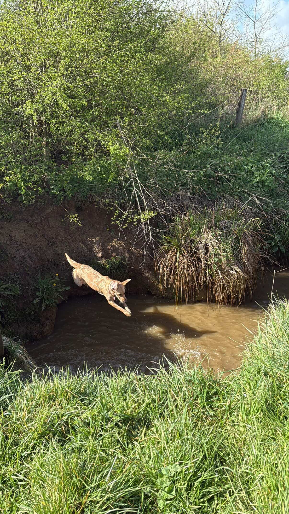 Dog leaping across a stream mid-walk