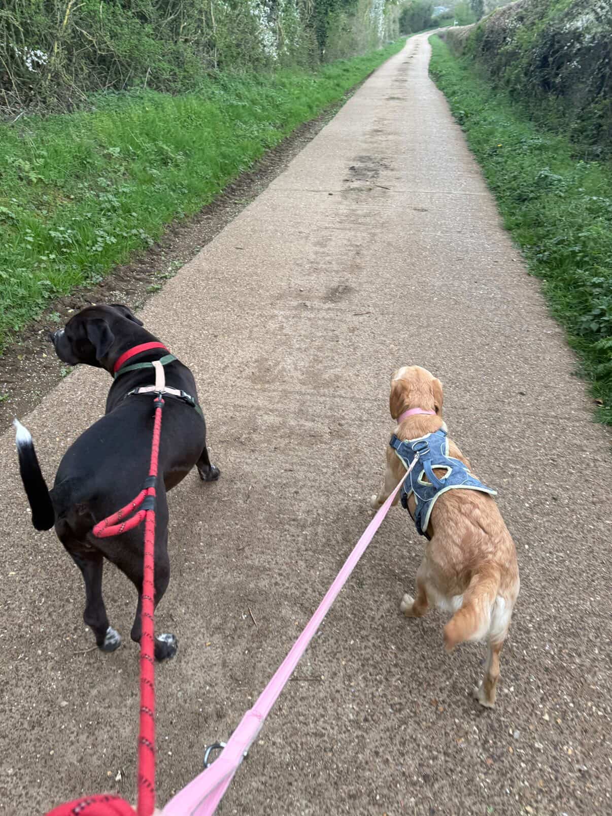 Two dogs being walked on leads along a country path in Northamptonshire