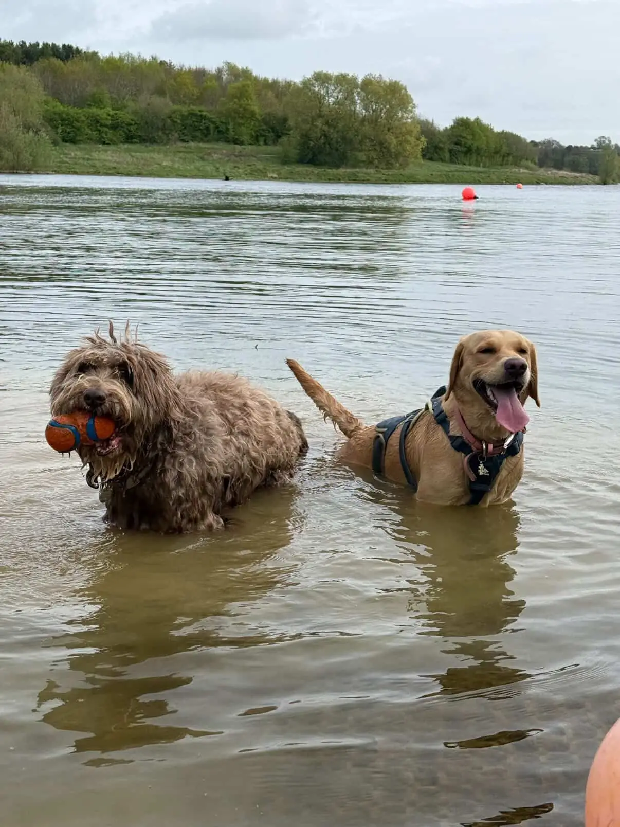 Two dogs paddling and swimming in a lake