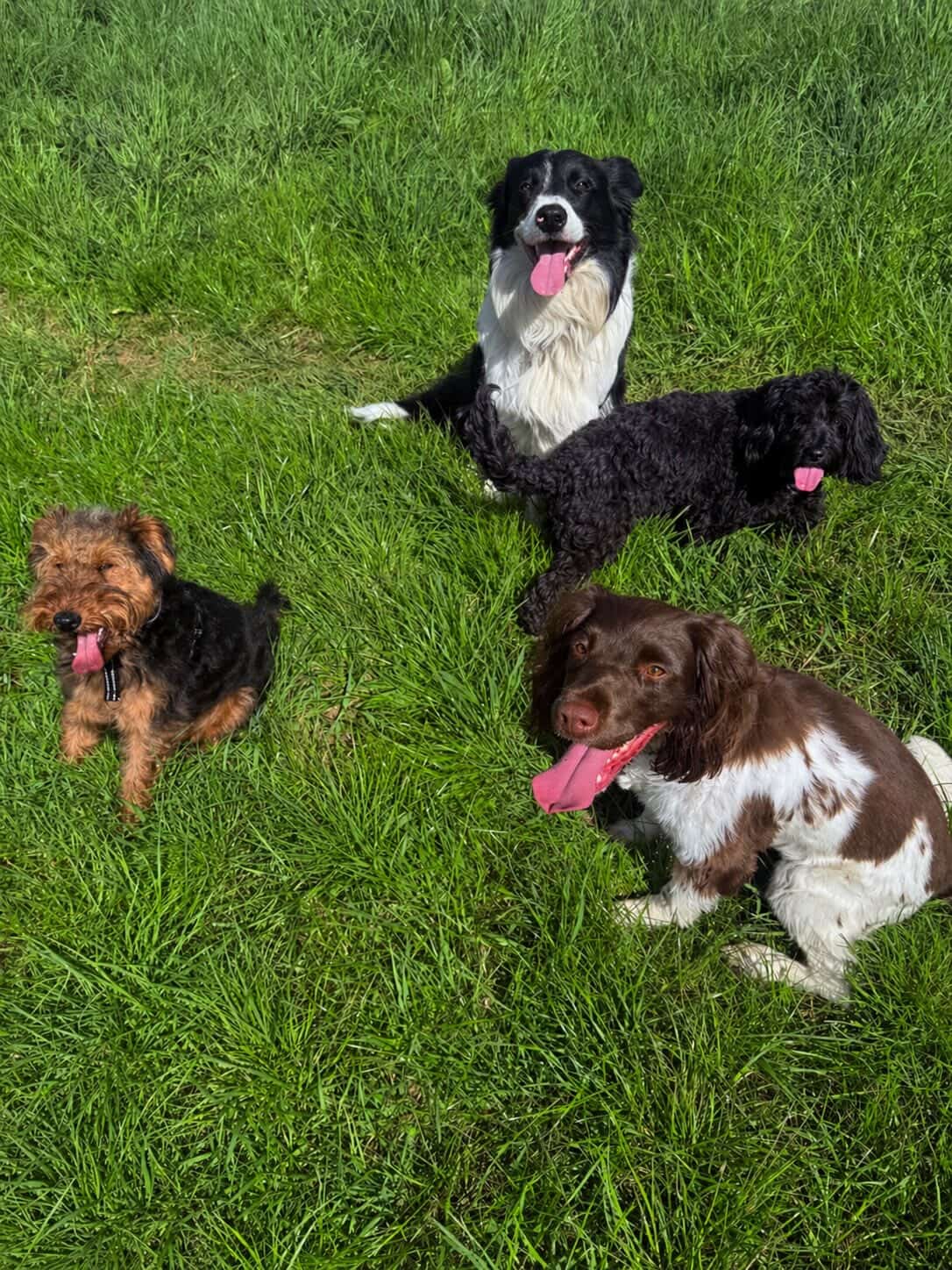Three happy dogs resting in the grass after a group walk