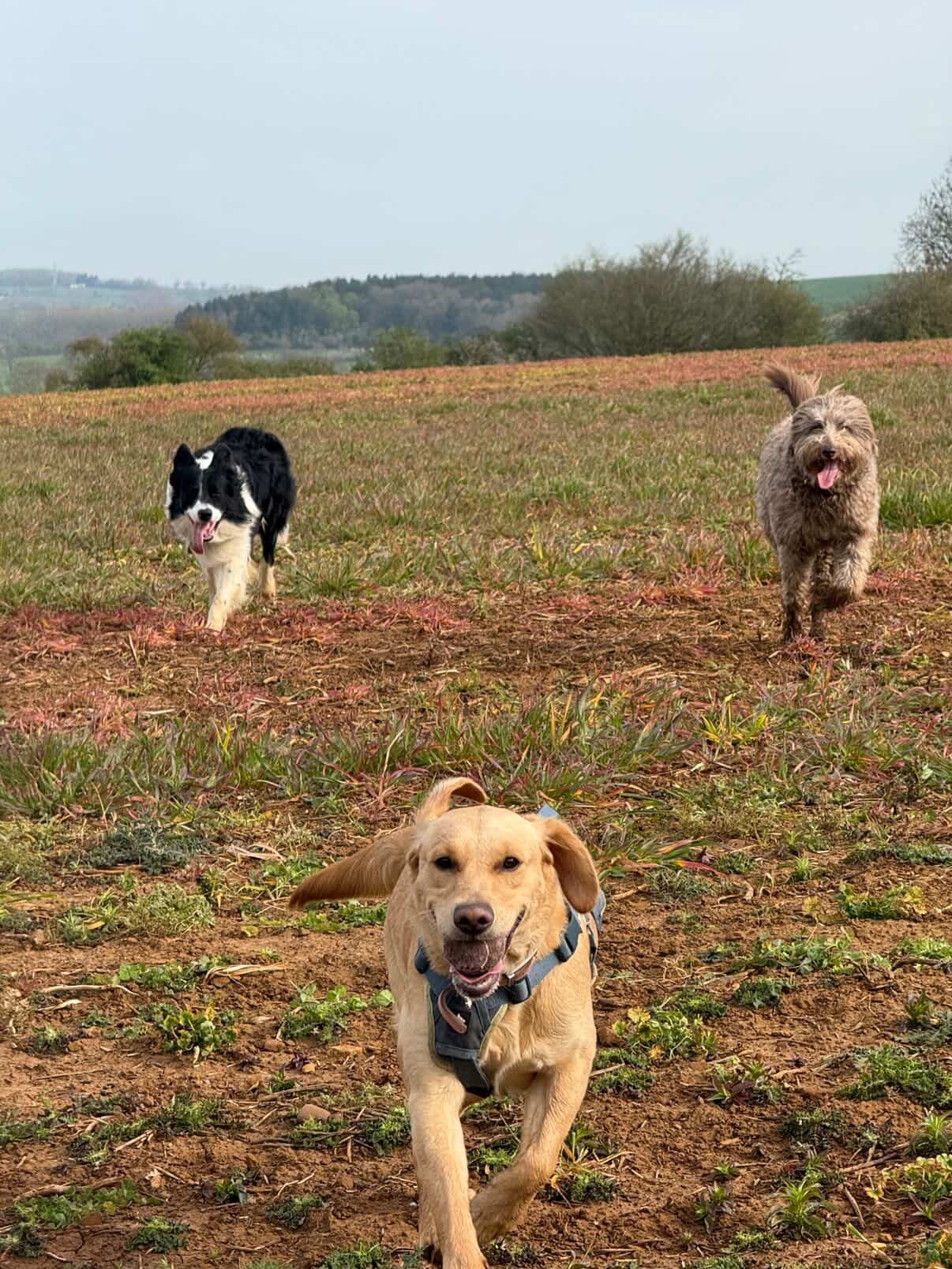 Three dogs running freely across an open field