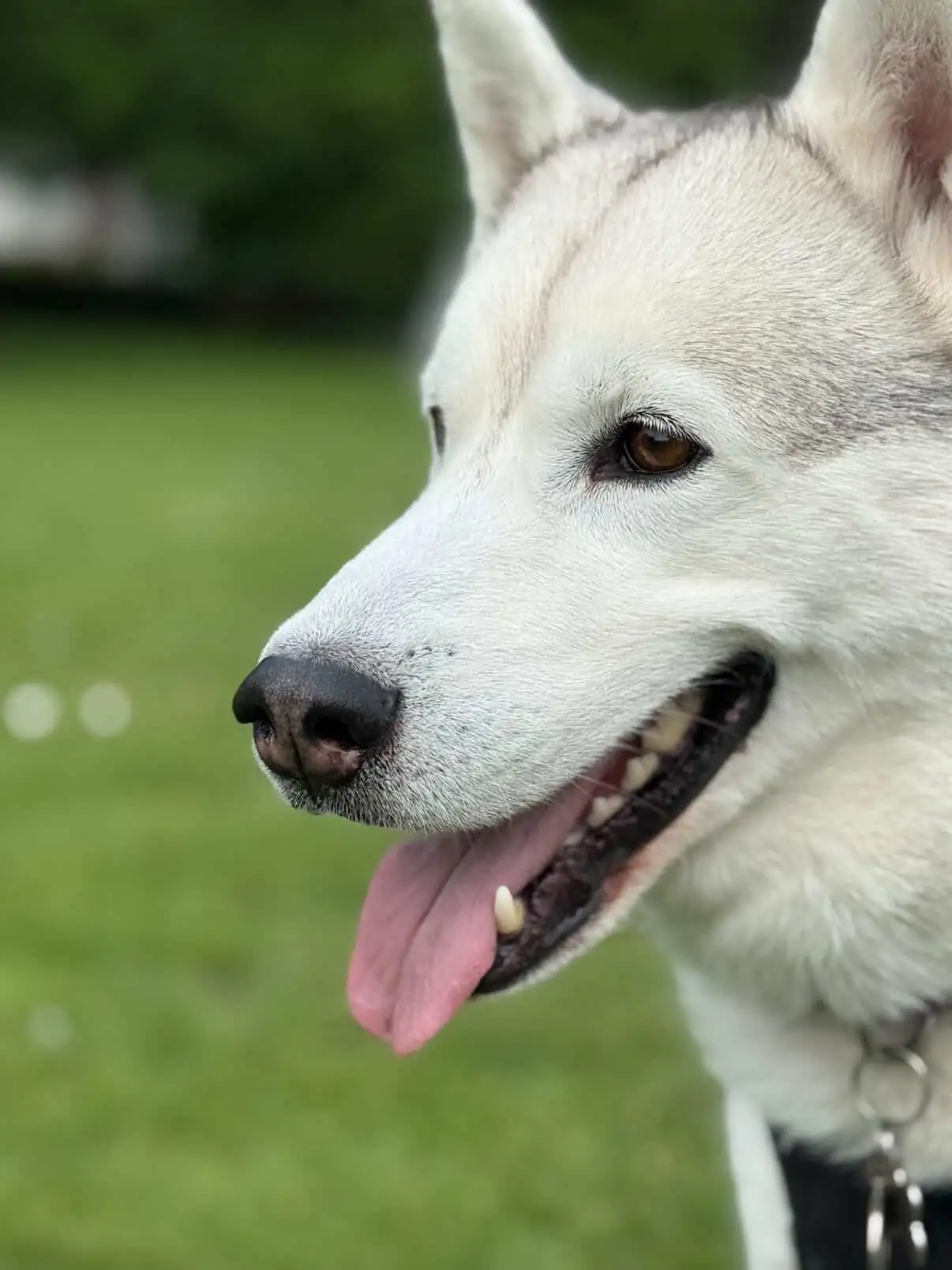White husky portrait looking content after a walk